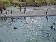 101PARC AUX OISEAUX DANS L AIN 2016 1_000052